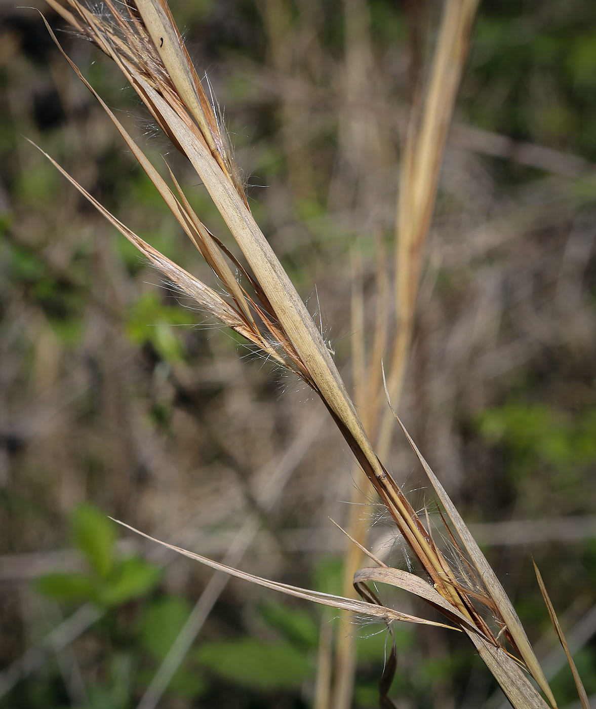 Изображение особи семейство Poaceae.