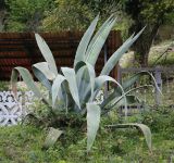 Agave americana. Вегетирующее растение. Абхазия, Гагрский р-н, с. Лдзаа, озеленение. 14.04.2024.