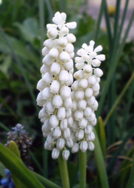 Изображение особи Muscari botryoides.