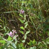Trachomitum sarmatiense