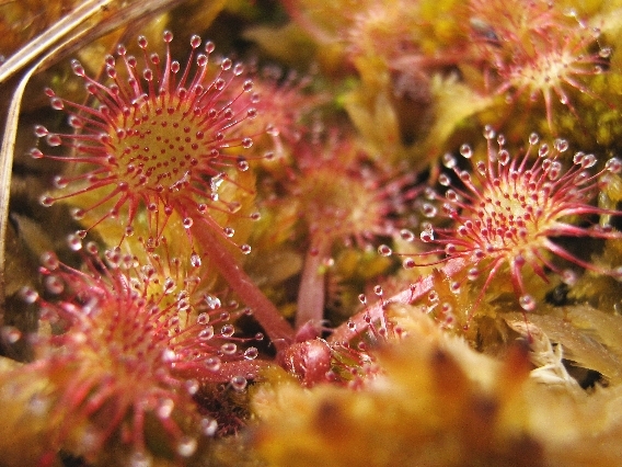 Image of Drosera rotundifolia specimen.