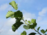 Alnus glutinosa