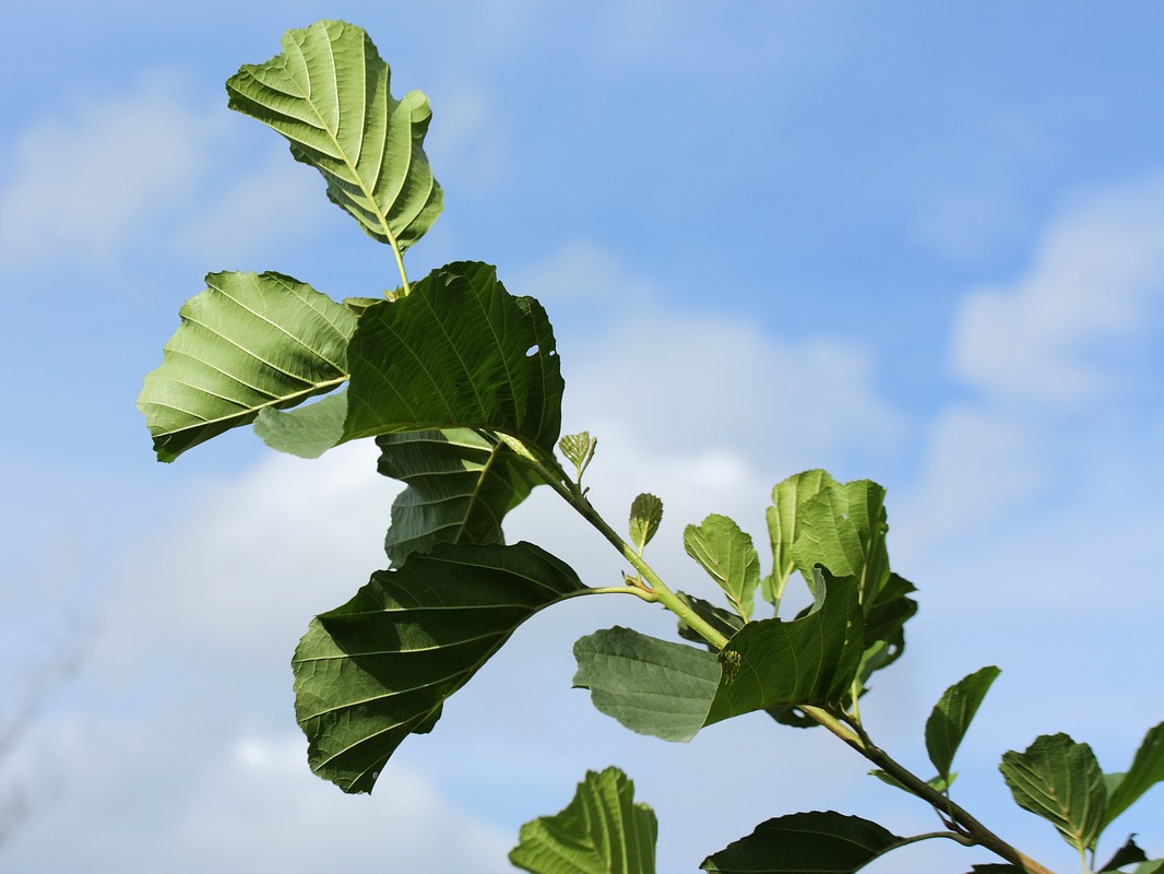 Изображение особи Alnus glutinosa.