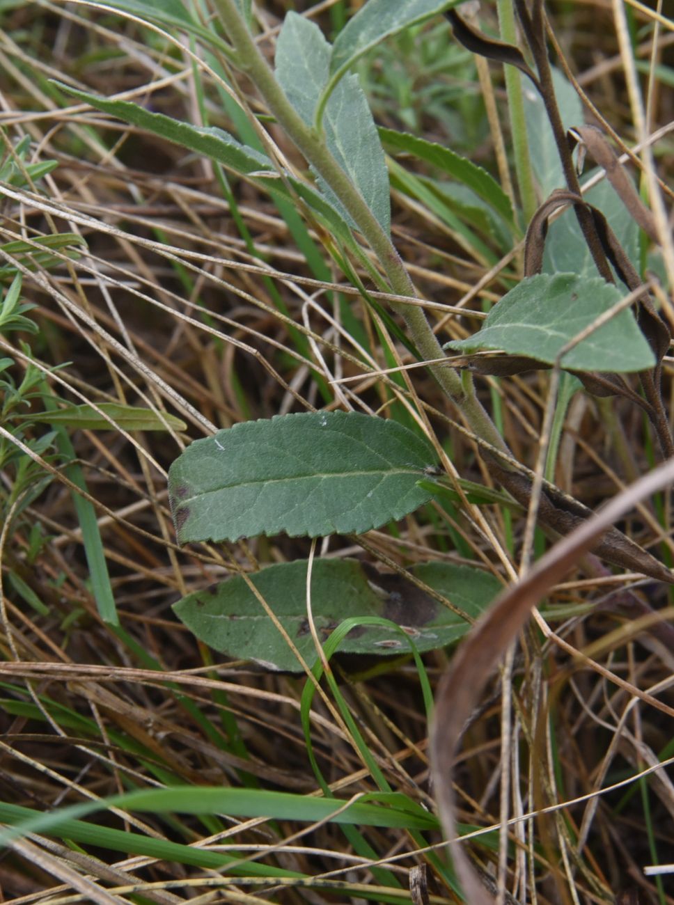 Изображение особи Veronica spicata.
