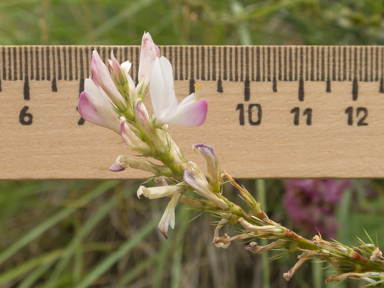 Изображение особи Onobrychis petraea.