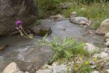 Cirsium uliginosum