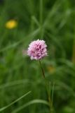 Bistorta carnea