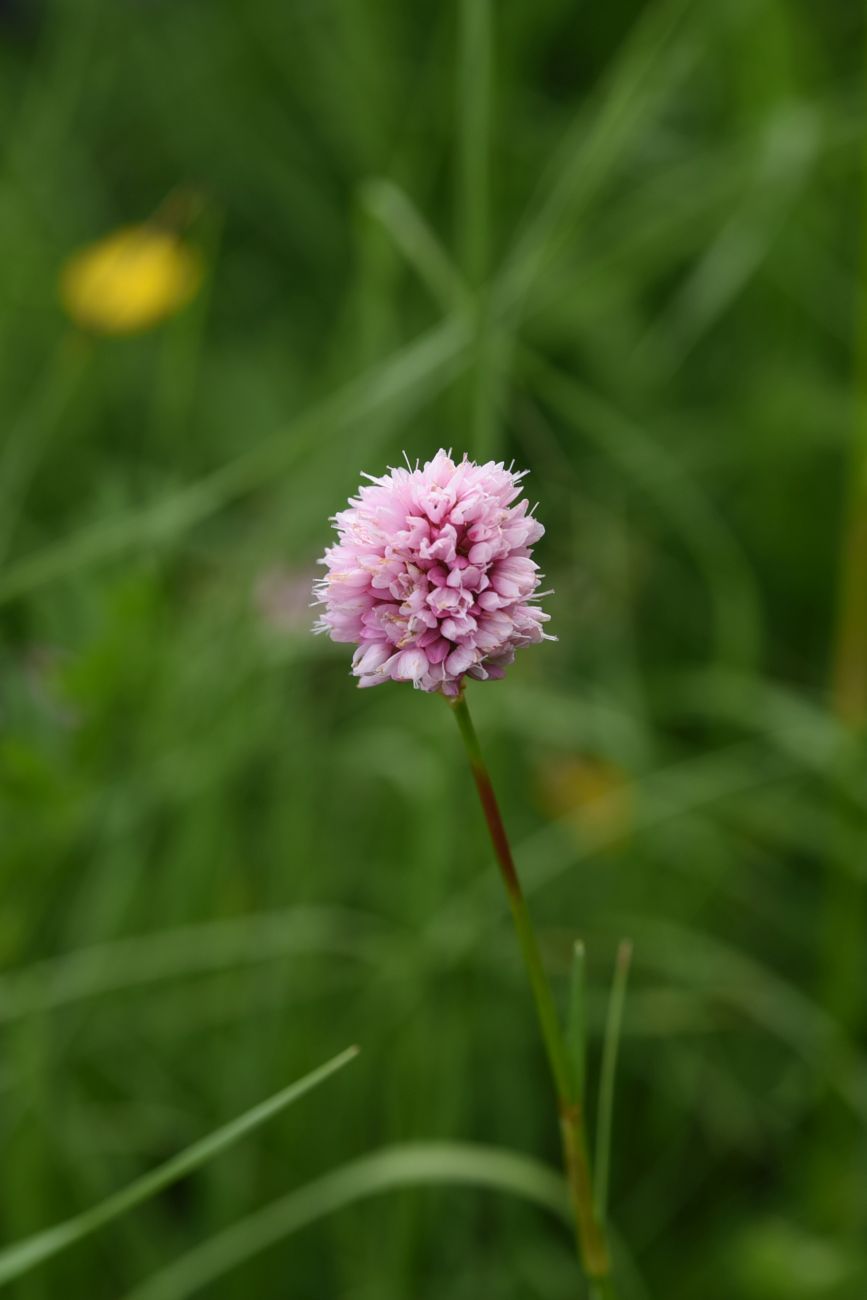 Изображение особи Bistorta carnea.