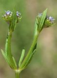 Valerianella dactylophylla