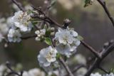 Pyrus elaeagrifolia
