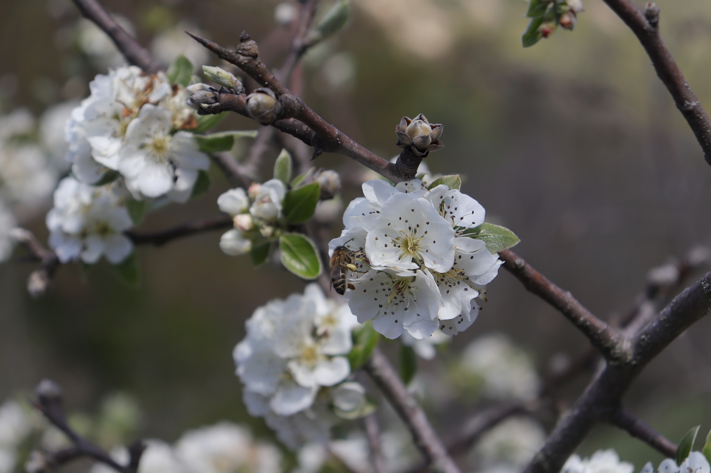 Изображение особи Pyrus elaeagrifolia.