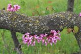 Cercis siliquastrum