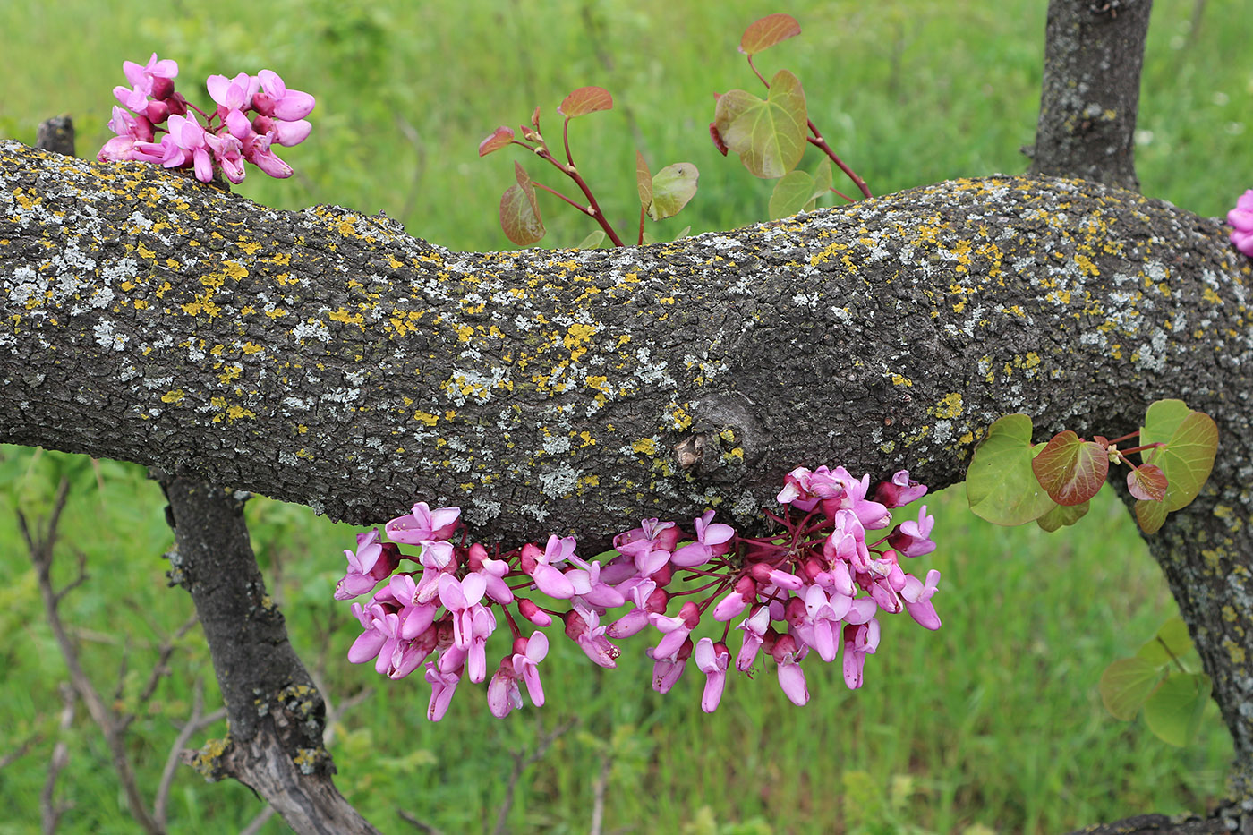 Изображение особи Cercis siliquastrum.