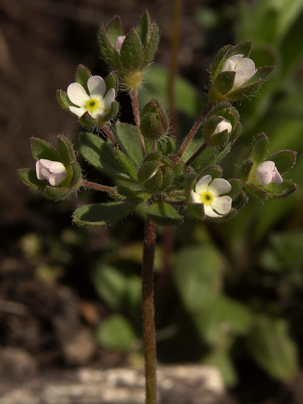 Image of Androsace maxima specimen.