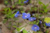 Veronica umbrosa. Соцветие. Краснодарский край, Туапсинский р-н, окр. пос. Агой, в лиственном лесу, склон на каменистой почве. 23.04.2019.