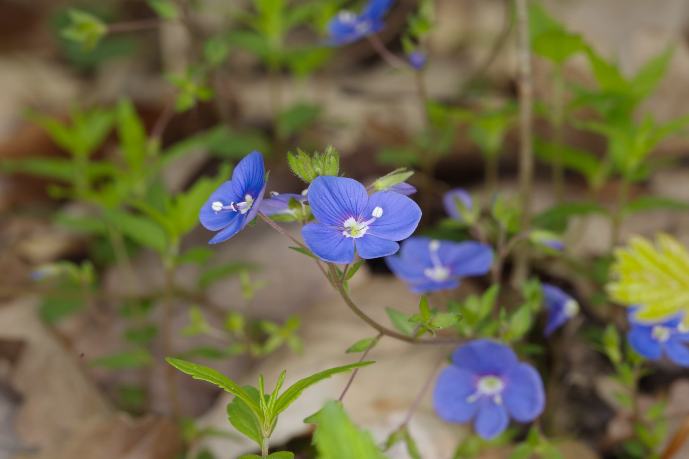 Image of Veronica umbrosa specimen.