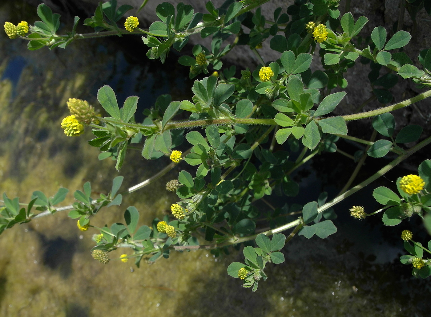 Image of Medicago lupulina specimen.