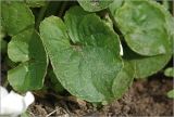 Viola sororia