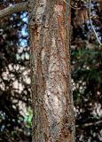 Pinus tabuliformis