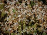 Sedum hispanicum. Цветущие растения. Абхазия, окр. г. Новый Афон, Иверская гора, олуговелый каменистый склон. 12.06.2025.