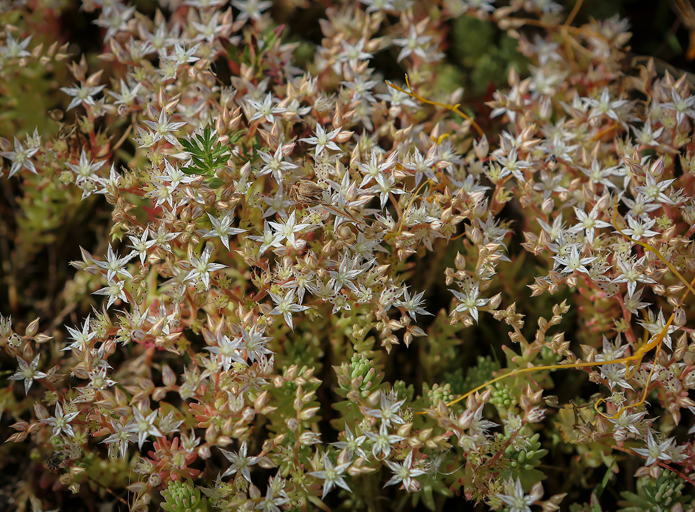 Image of Sedum pallidum specimen.