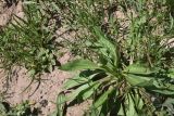 род Plantago