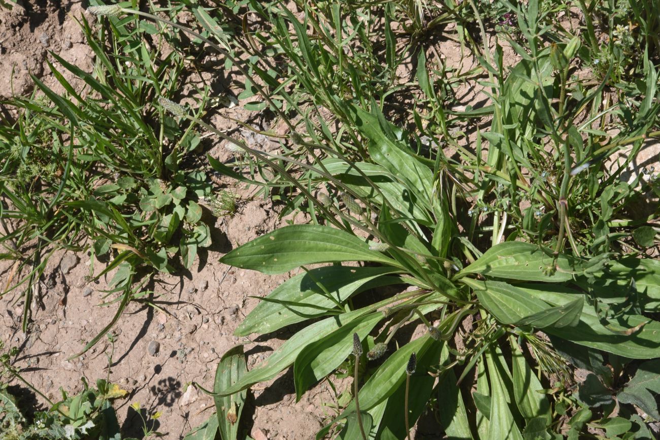 Изображение особи род Plantago.