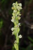 Pseudorchis albida