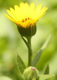 Calendula arvensis. Соцветие-корзинка. Израиль, г. Кирьят-Оно, газон. 11.02.2011.