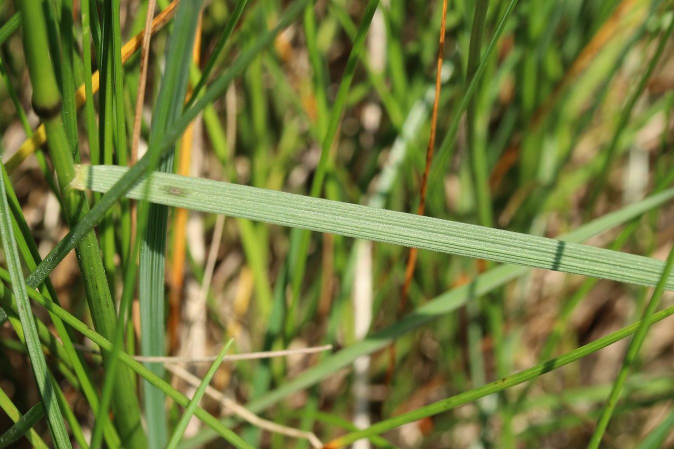 Изображение особи Poa angustifolia.