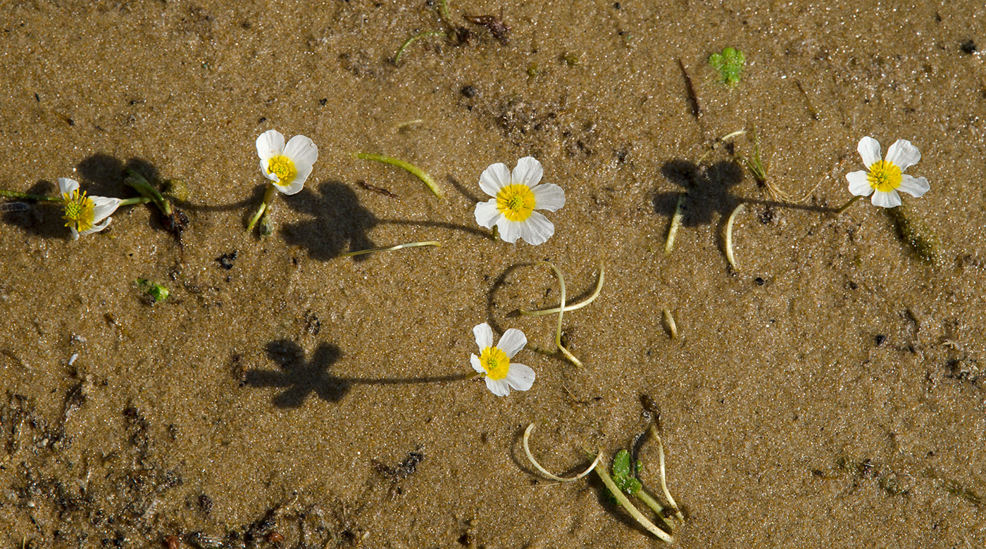 Image of genus Batrachium specimen.