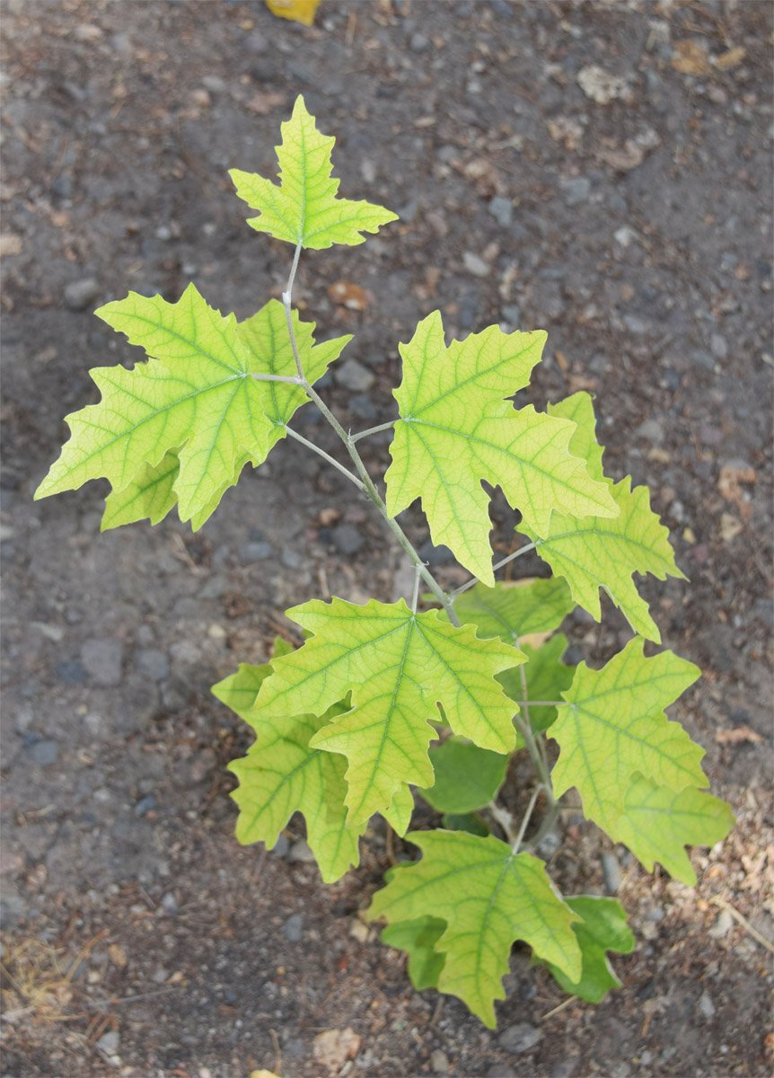 Изображение особи Populus alba.