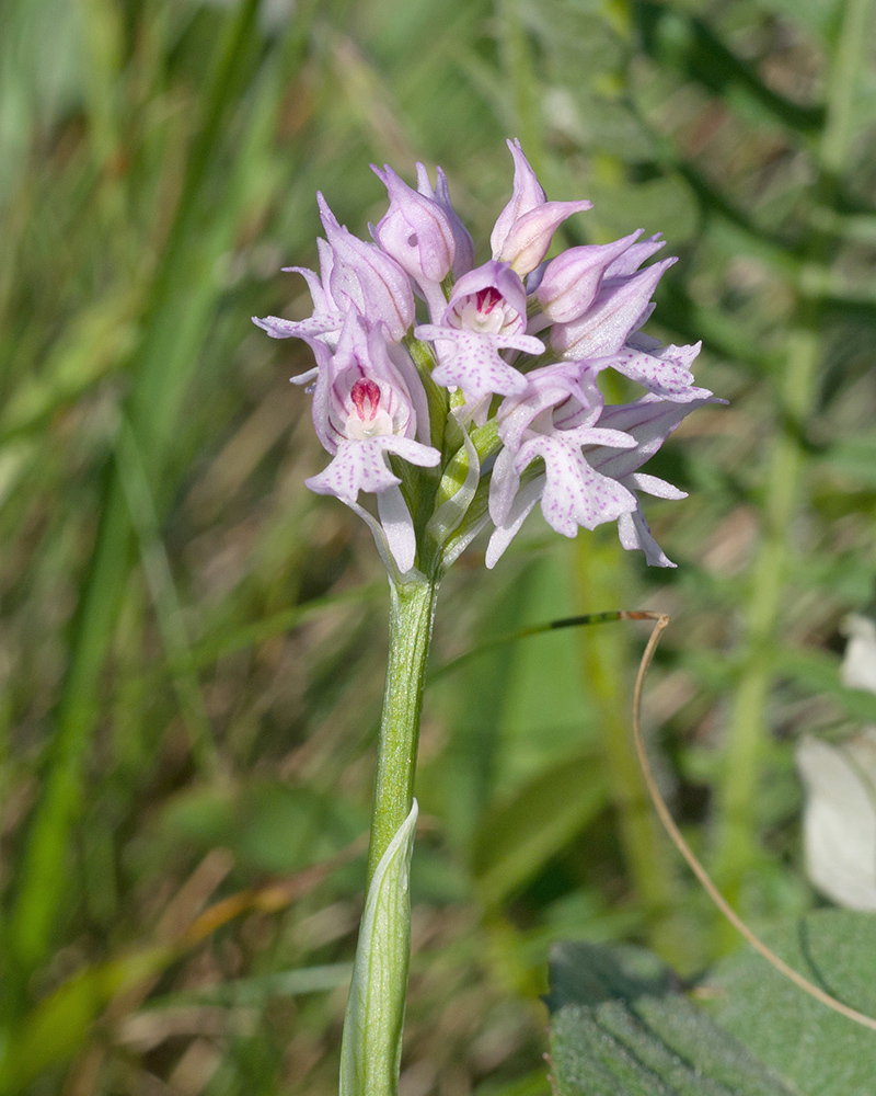 Image of Neotinea tridentata specimen.