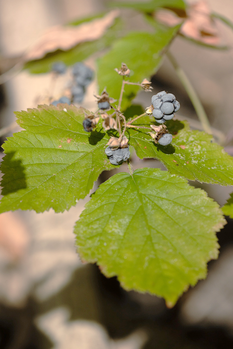 Image of Rubus caesius specimen.