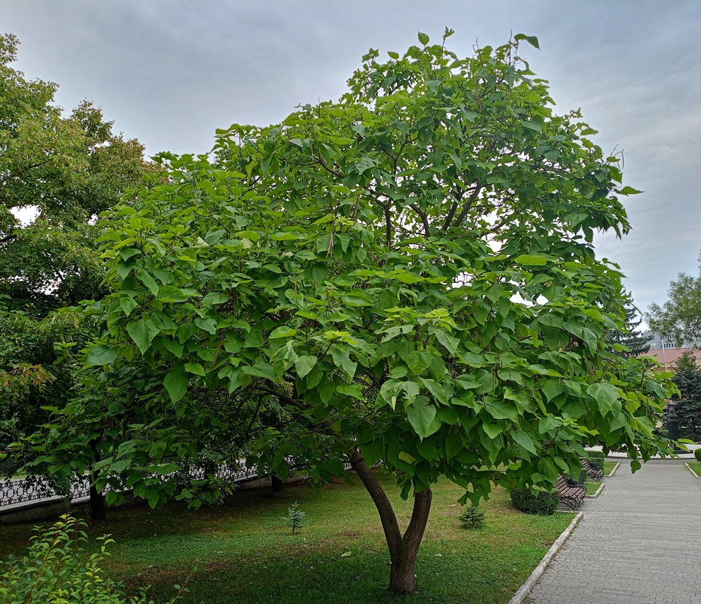 Image of Catalpa bignonioides specimen.