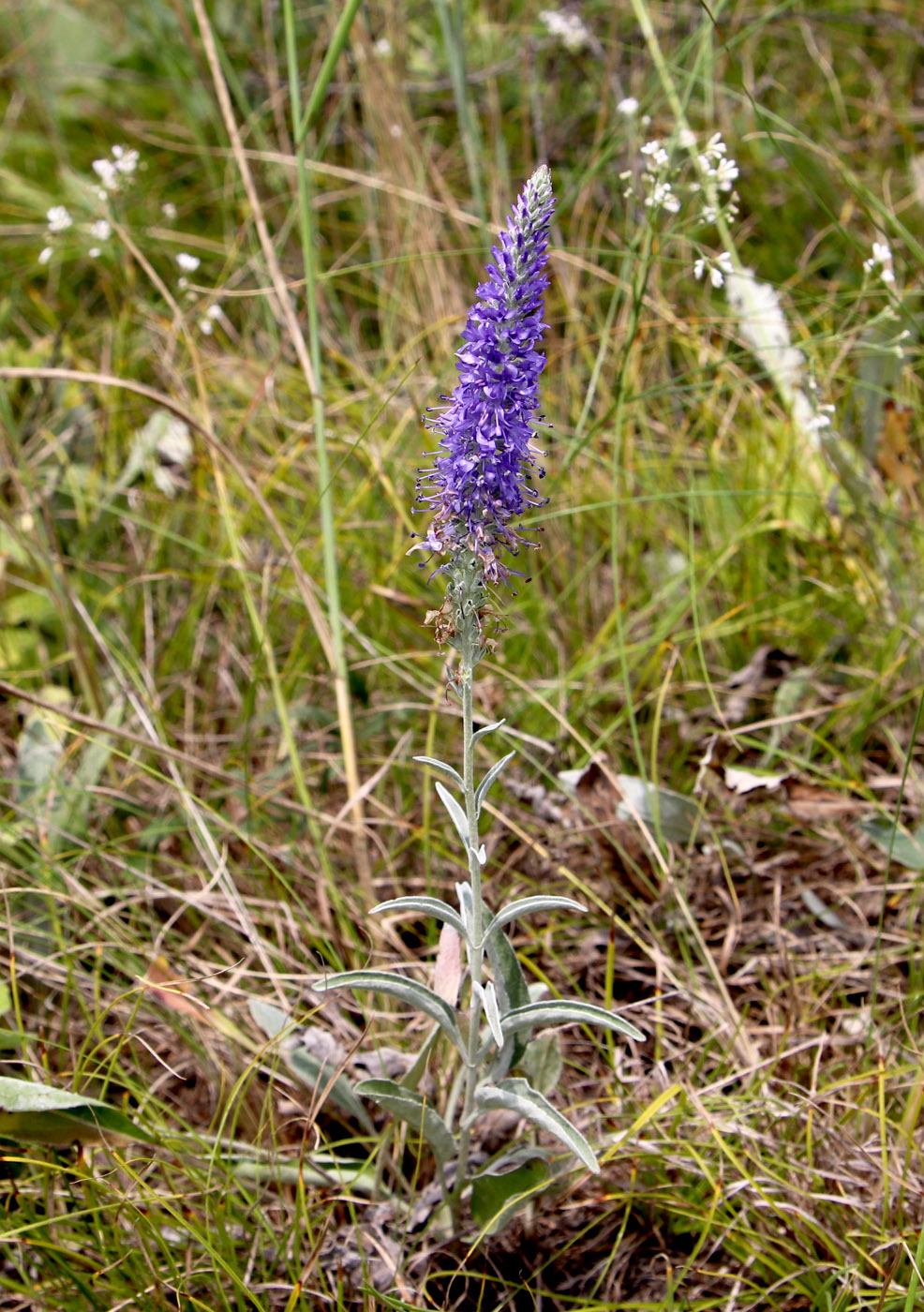 Изображение особи Veronica incana.