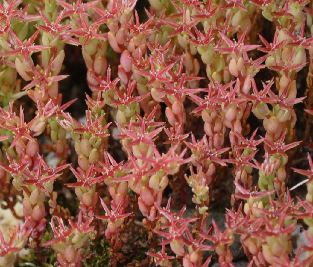 Изображение особи Sedum cespitosum.