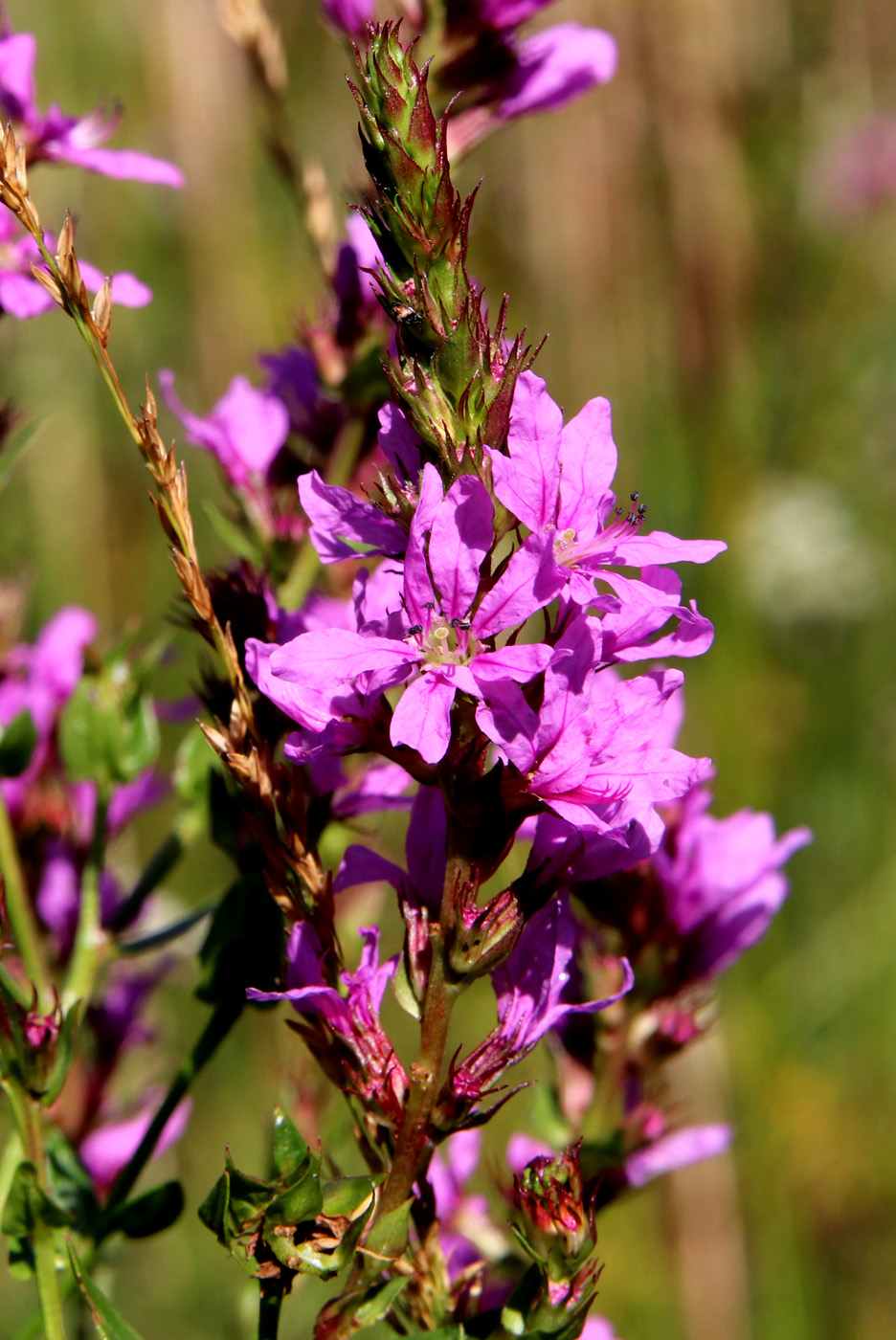 Image of Lythrum virgatum specimen.