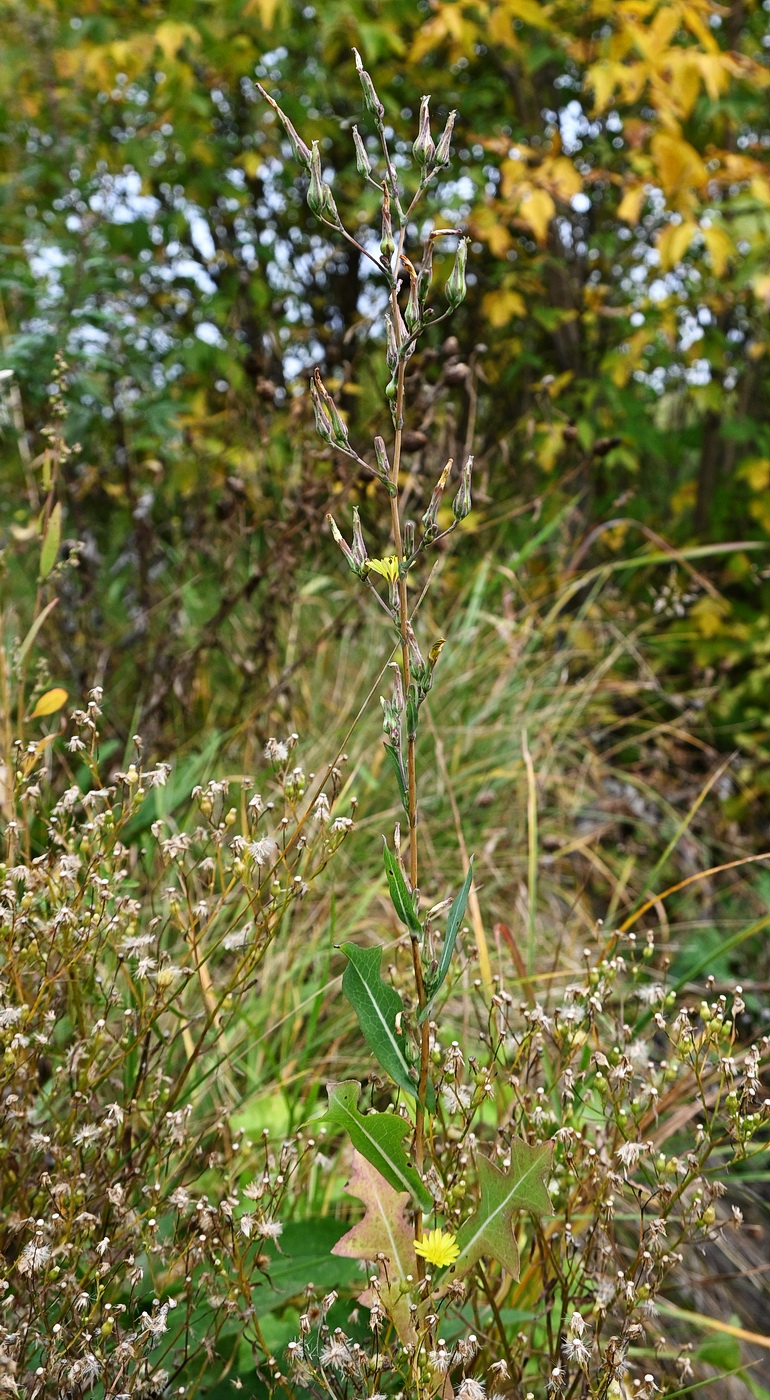 Image of Lactuca serriola specimen.