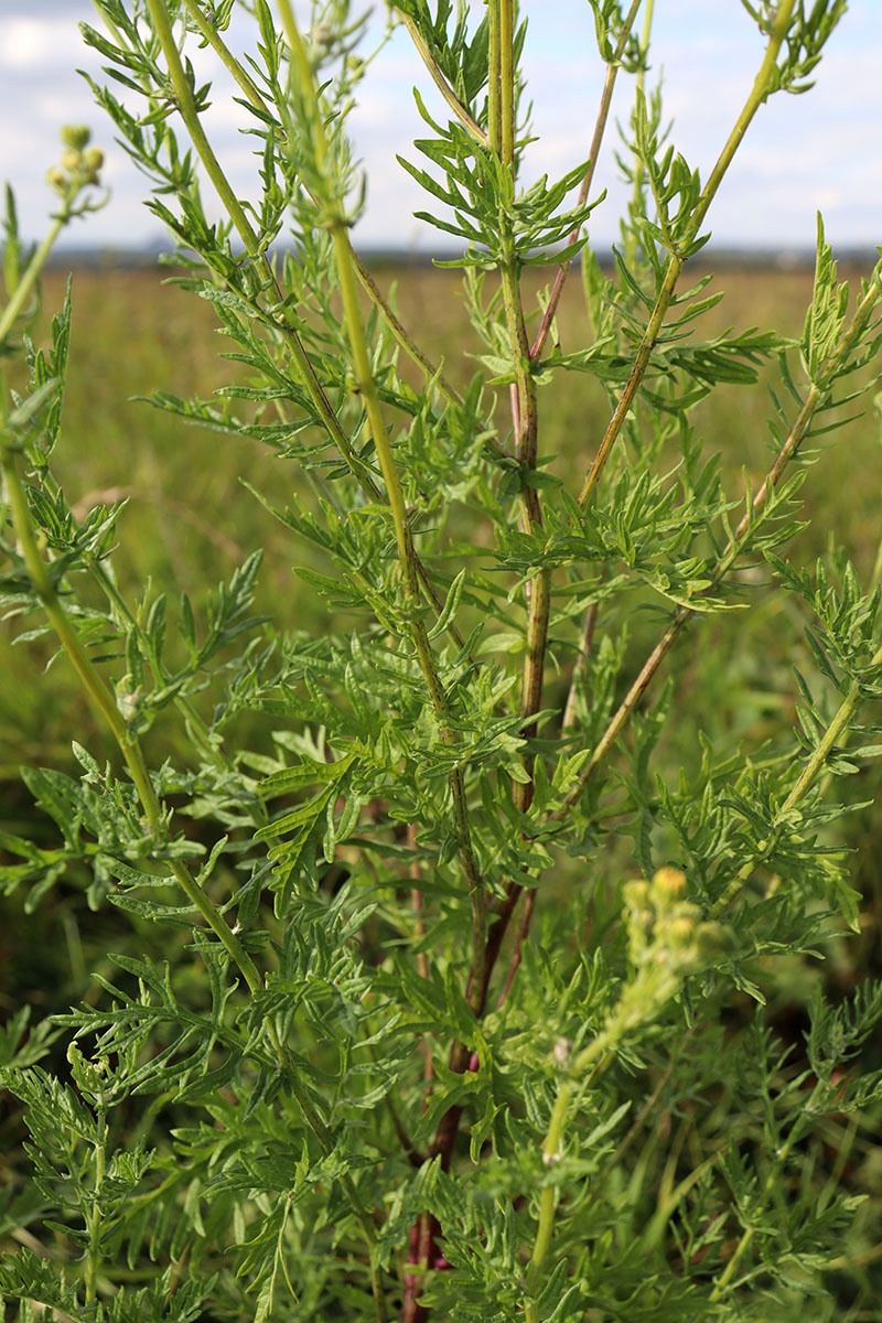 Image of Senecio erucifolius specimen.