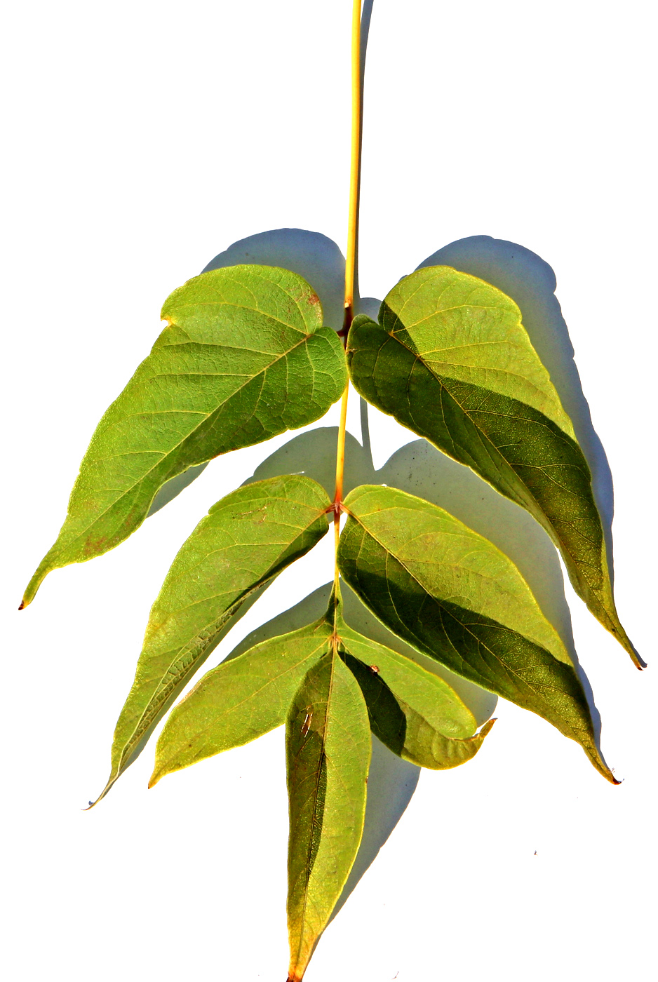 Изображение особи Acer negundo.