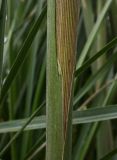 Cortaderia selloana. Часть стебля. Турция, Стамбул, в культуре. 07.10.2025.