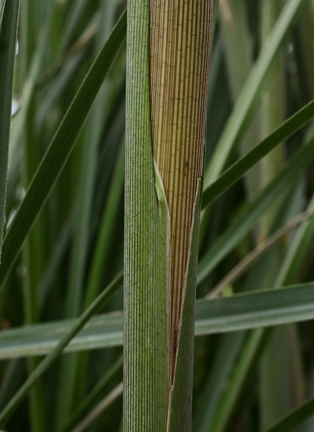 Изображение особи Cortaderia selloana.