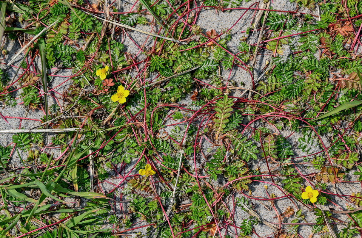 Image of Potentilla anserina specimen.