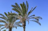 Phoenix canariensis. Кроны отплодоносивших растений. Португалия, о-в Мадейра, пос. Рибейра-Брава, в культуре. 19.08.2025.