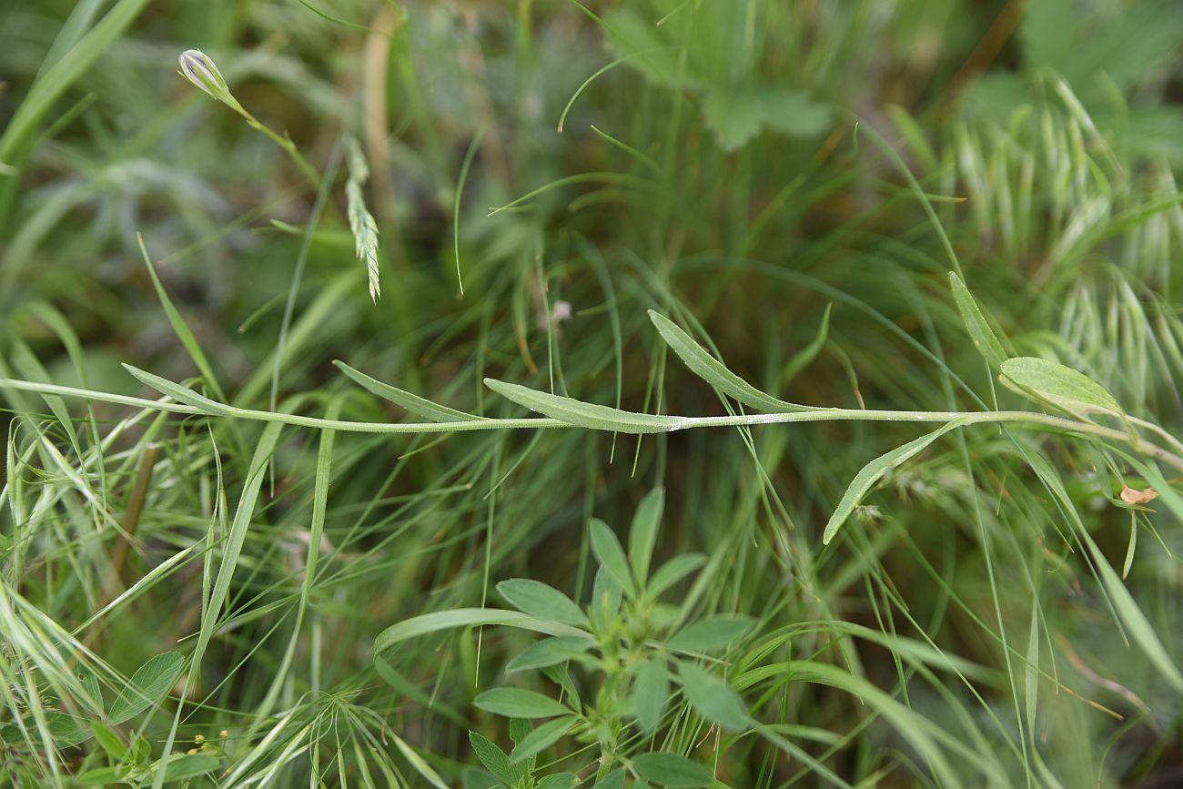 Image of Campanula stevenii specimen.