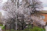 Armeniaca vulgaris. Цветущее растение. Волгоград, пос. 1-3. 12.04.2026.