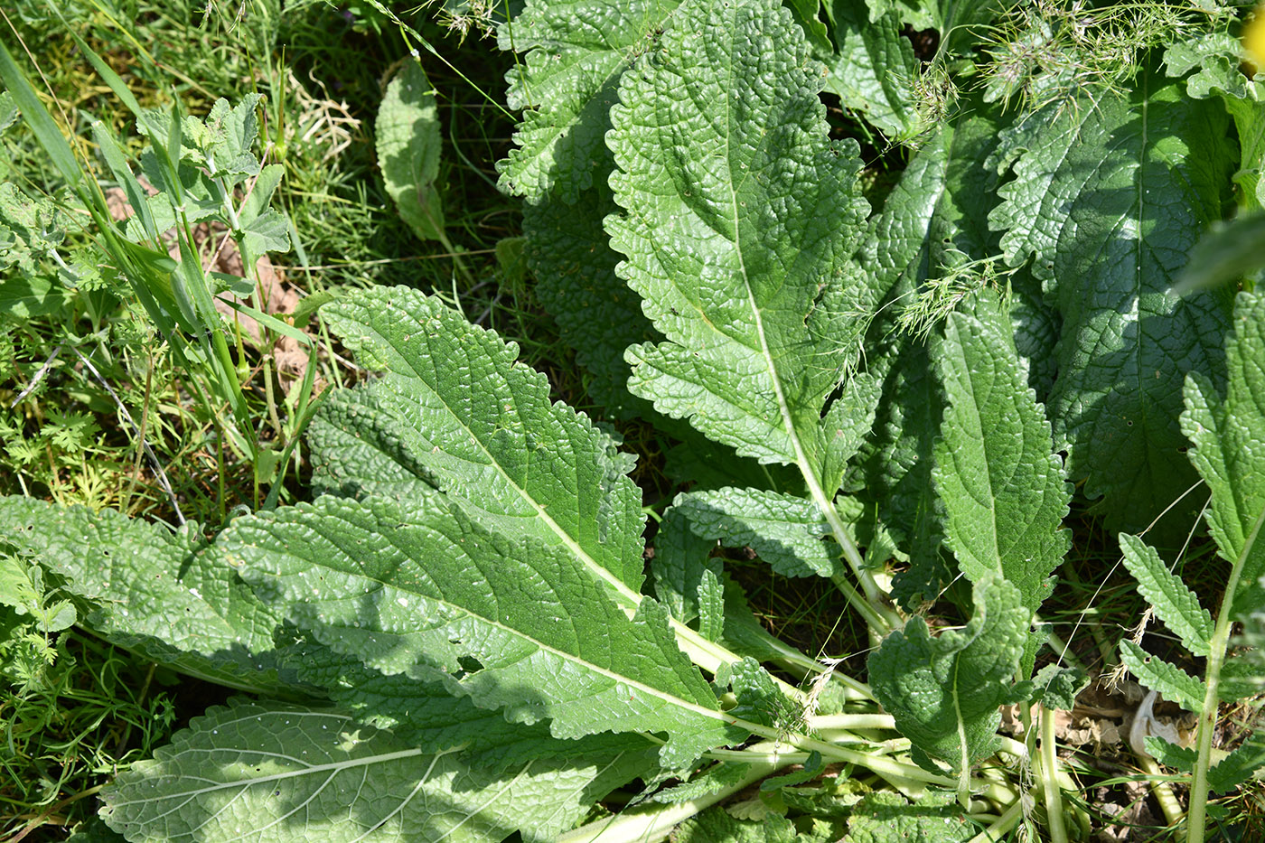 Image of Phlomoides labiosa specimen.