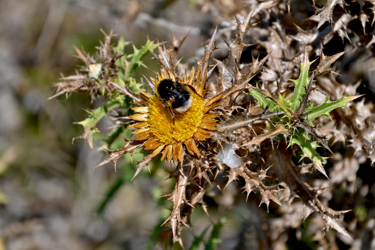 Изображение особи Carlina hispanica.