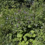 Arctium tomentosum